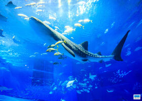 美ら海水族館